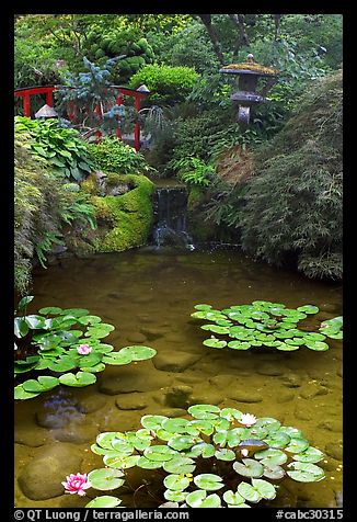 Lotus pond, Japanese Garden. Butchart Gardens, Victoria, British Columbia, Canada (color)