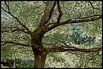 Variegated Dogwood (Cornus alba), Japanese Garden. Butchart Gardens, Victoria, British Columbia, Canada