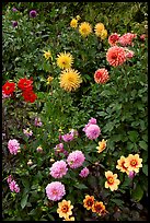 Dahlias. Butchart Gardens, Victoria, British Columbia, Canada (color)