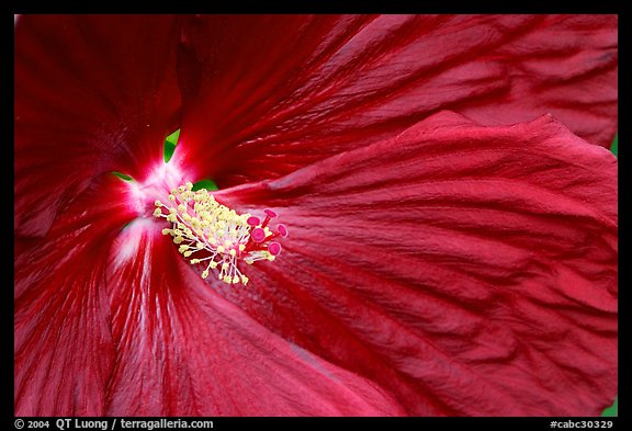 Hibiscus close-up. Butchart Gardens, Victoria, British Columbia, Canada (color)