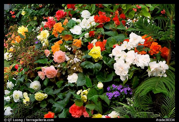 Flower arrangement in the Show Greenhouse. Butchart Gardens, Victoria, British Columbia, Canada (color)