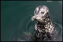 Harbour seal. Victoria, British Columbia, Canada