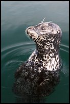 Harbor seal. Victoria, British Columbia, Canada (color)