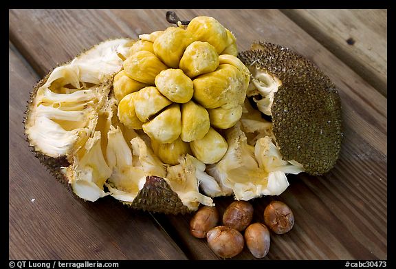 Jack Fruit. Vancouver, British Columbia, Canada (color)