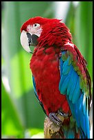 Colorful Parrot, Bloedel conservatory, Queen Elizabeth Park. Vancouver, British Columbia, Canada (color)