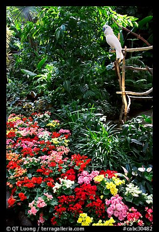 White Parrot and flowers, Bloedel conservatory, Queen Elizabeth Park. Vancouver, British Columbia, Canada