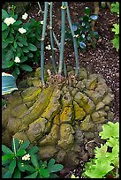 Elephant's foot plant,  Bloedel conservatory, Queen Elizabeth Park. Vancouver, British Columbia, Canada (color)
