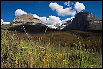 Wildflowers, peaks and Stanley Glacier, afternoon. Kootenay National Park, Canadian Rockies, British Columbia, Canada