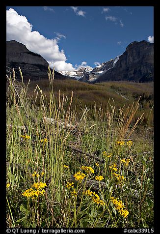 Wildflowers, mountains and Stanley Glacier, afternoon. Kootenay National Park, Canadian Rockies, British Columbia, Canada