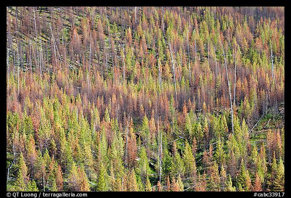 Partly burned forest on hillside. Kootenay National Park, Canadian Rockies, British Columbia, Canada