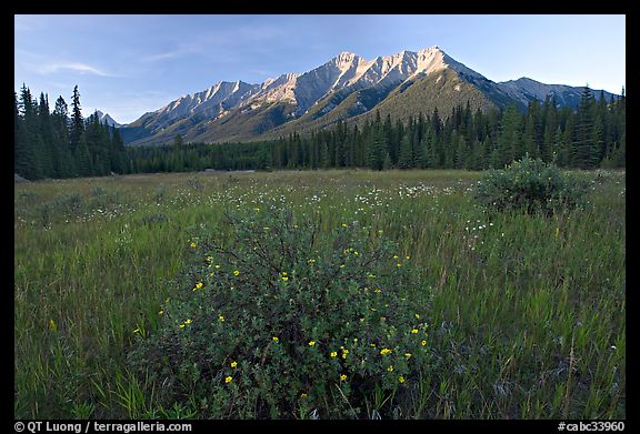 Meadow with wildflowers and Mitchell Range, sunset. Kootenay National Park, Canadian Rockies, British Columbia, Canada (color)