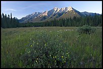 Meadow with wildflowers and Mitchell Range, sunset. Kootenay National Park, Canadian Rockies, British Columbia, Canada (color)
