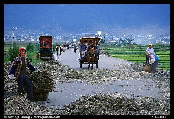 Grain being layed out on a country road (threshing). Dali, Yunnan, China
