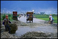 Grain being layed out on a country road (threshing). Dali, Yunnan, China (color)