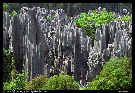 Trees and grey limestone pillars of the Stone Forest, split by rainwater. Shilin, Yunnan, China