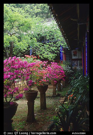 Courtyard of the Wufeng Lou (Five Phoenix Hall) with spring blossoms. Lijiang, Yunnan, China