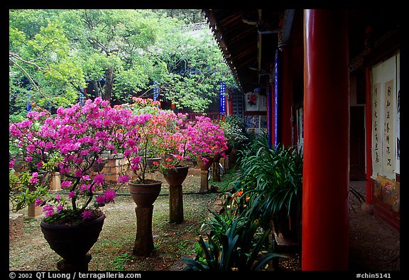 Courtyard of the Wufeng Lou (Five Phoenix Hall) with spring blossoms. Lijiang, Yunnan, China (color)