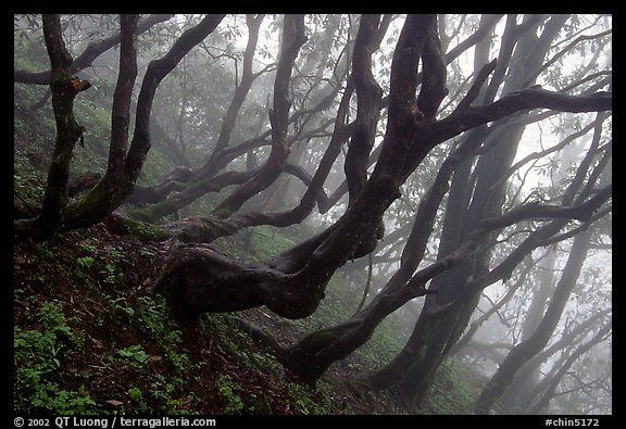 Twisted trees on hillside. Emei Shan, Sichuan, China