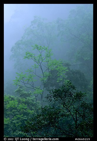 Trees in fog between Qingyin and Hongchunping. Emei Shan, Sichuan, China