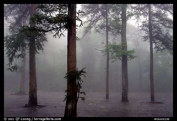 Trees outside of Xiangfeng temple in fog. Emei Shan, Sichuan, China