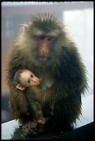 Monkey and baby monkey. Emei Shan, Sichuan, China