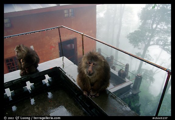 Monkeys outside Yuxian temple. Emei Shan, Sichuan, China