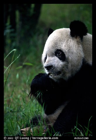 Panda eating bamboo leaves, Giant Panda Breeding Research Base. Chengdu, Sichuan, China