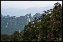 Forest and peaks. Huangshan Mountain, China ( color)