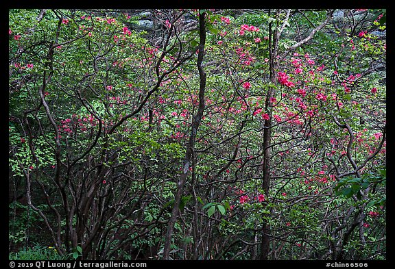 Blooming trees in forest. Huangshan Mountain, China (color)