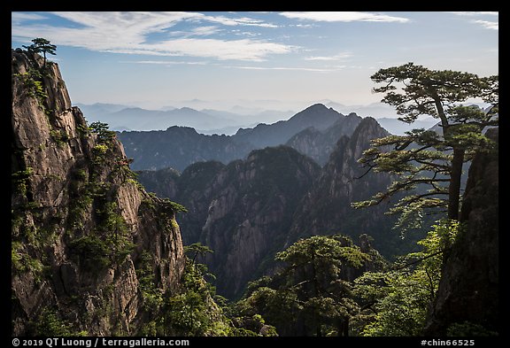 Huangshuan pines on granite peaks. Huangshan Mountain, China (color)