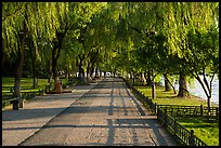 Willow-lined walkway, West Lake. Hangzhou, China