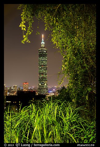 Taipei 101 seen through vegetation at night. Taipei, Taiwan