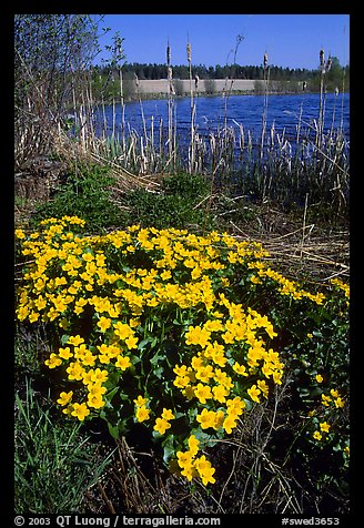 Yellow flowers on a lakeshore. Central Sweden