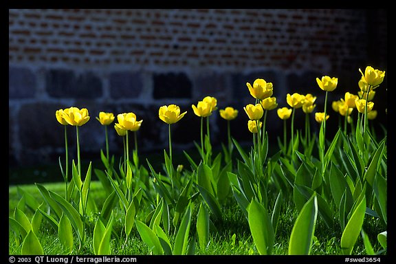 Tulips. Gotaland, Sweden