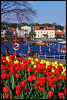 River and tulips, Vastervik. Gotaland, Sweden ( color)