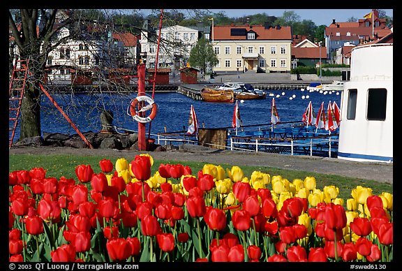 River and tulips, Vastervik. Gotaland, Sweden