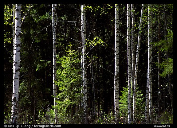 Aspen trees. Central Sweden