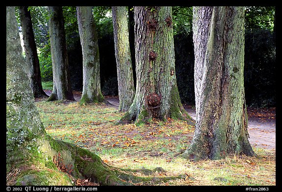 Trees in Palace Gardens, Fontainebleau Chateau. France (color)