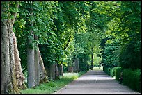 Chestnut trees, alley in English Garden, Palace of Fontainebleau. France