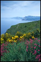 Wildflowers and Mediterranean seen from Route des Cretes. Marseille, France