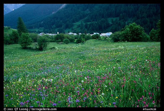 Meadow with wildflowers and village near Lautaret Pass. France
