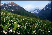 Wildflowers and Oisans range near Villar d'Arene, late afternoon. France (color)