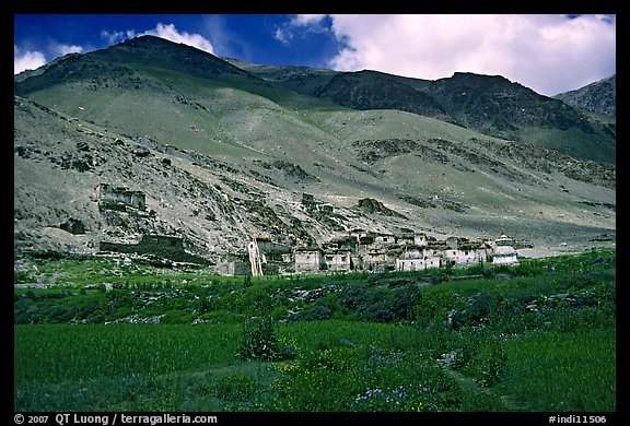 Field of barley grasses, village, and hills, Zanskar, Jammu and Kashmir. India