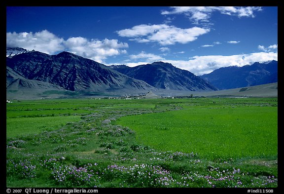 Wildflowers and cultivated fields in the Padum plain, Zanskar, Jammu and Kashmir. India
