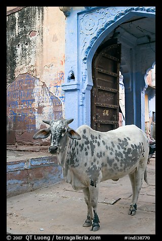 Cow and blue-washed archway. Jodhpur, Rajasthan, India
