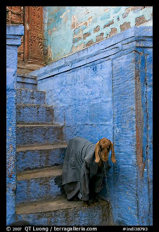 Goat covered with blanket on a blue entrance steps. Jodhpur, Rajasthan, India
