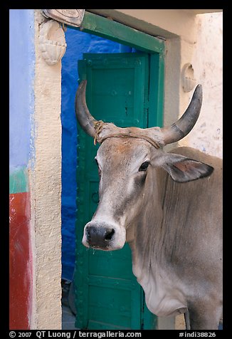 Cow and doorway. Jodhpur, Rajasthan, India