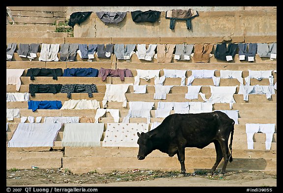 Cow and laundry. Varanasi, Uttar Pradesh, India