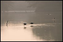 Wadding birds in pond, Keoladeo Ghana National Park. Bharatpur, Rajasthan, India (color)