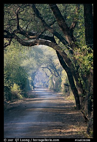 Path and tree tunnel, Keoladeo Ghana National Park. Bharatpur, Rajasthan, India